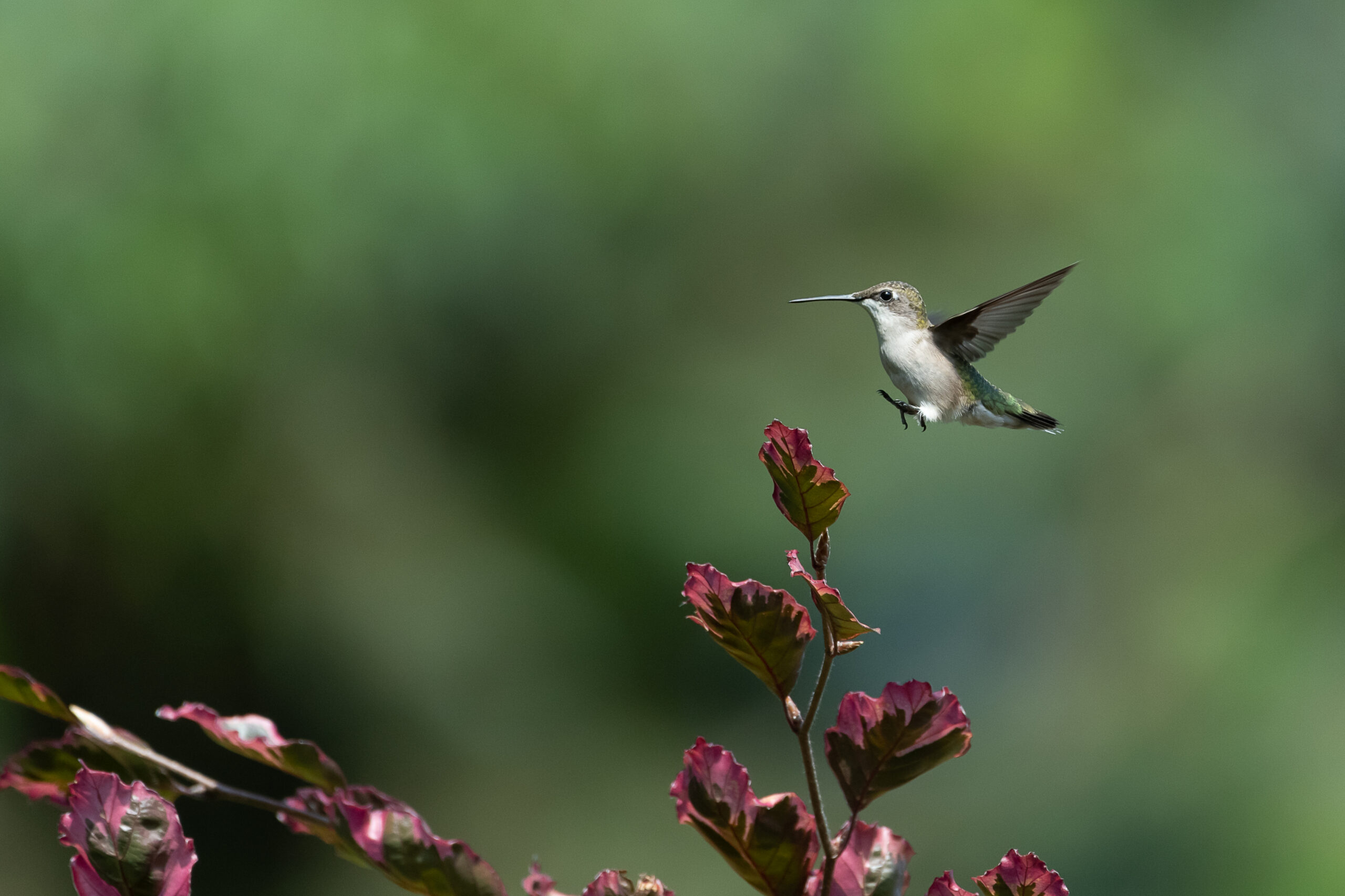 Your 2024 guide to hummingbird season in Wisconsin