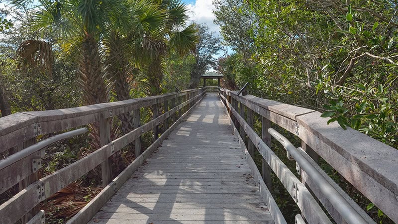 How to spot thousands of migrating hummingbirds around Miami