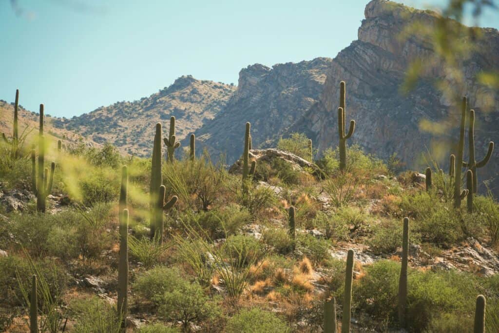 Tucson’s Top Trails to Trek This Year