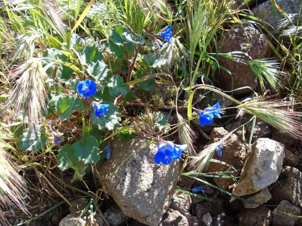 blue wildflowers