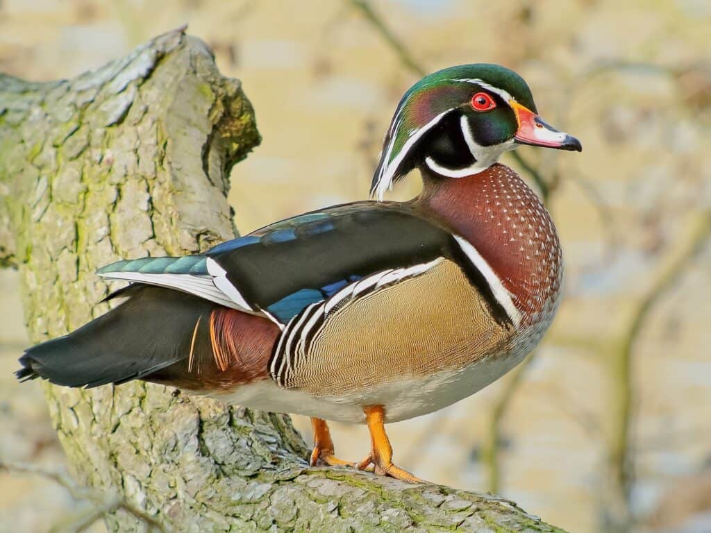 wood duck on branch