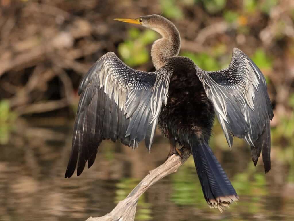 anhinga by water with wings out
