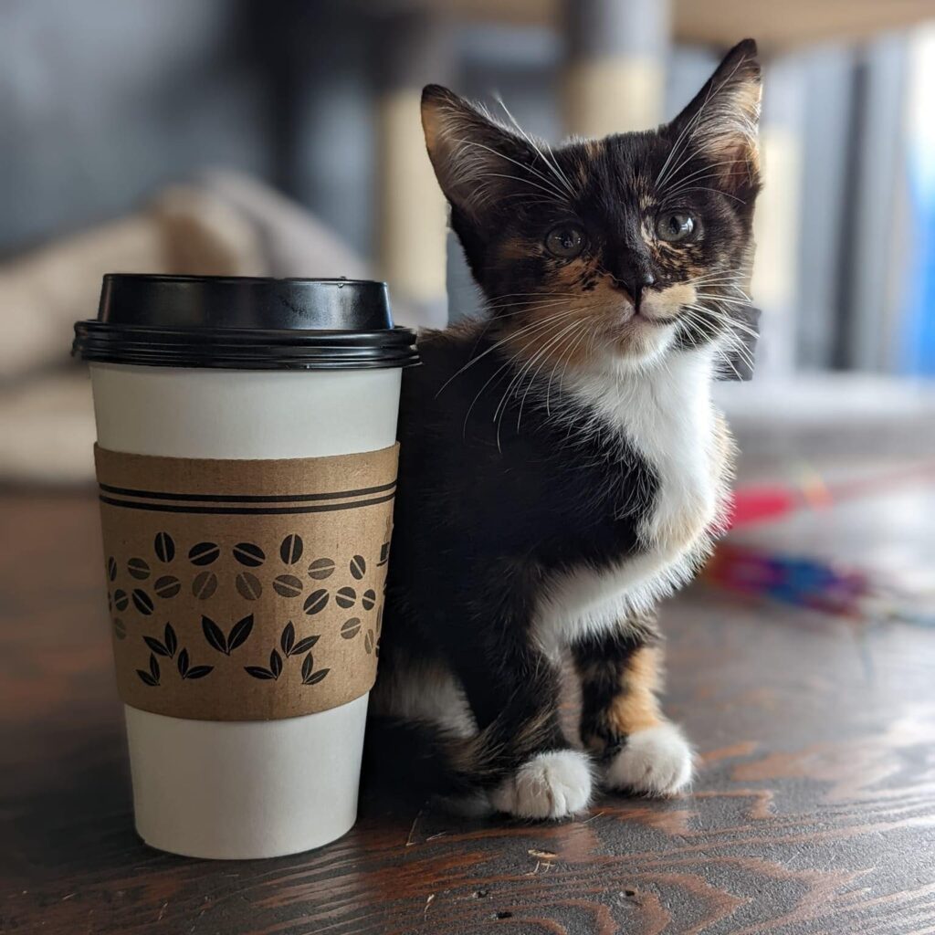 kitten and coffee in to-go cup