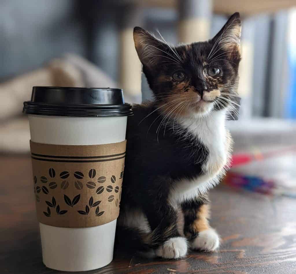 Calicos & coffee: Get a glimpse of all 13 cat cafes in North Carolina