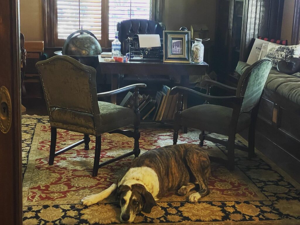 dog inside b&b