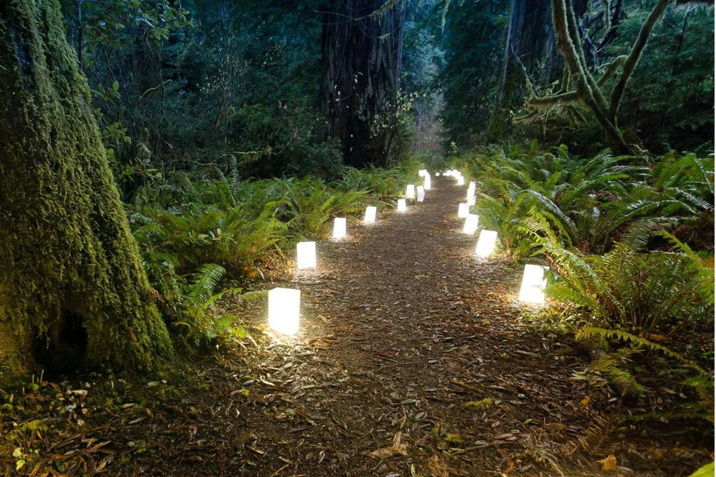 lit up jungle path