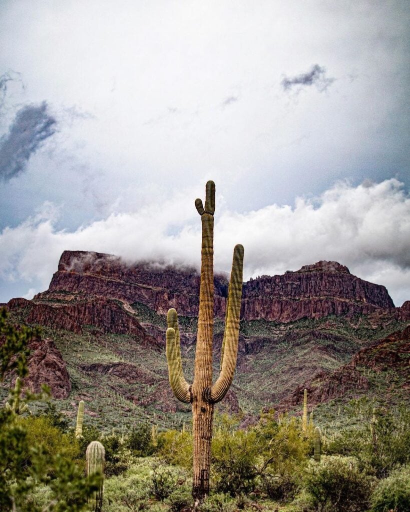 cactus in desert