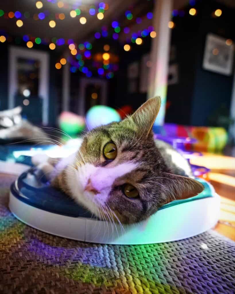 cat with colorful string lights in background