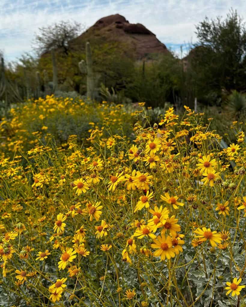 yellow wildflowers