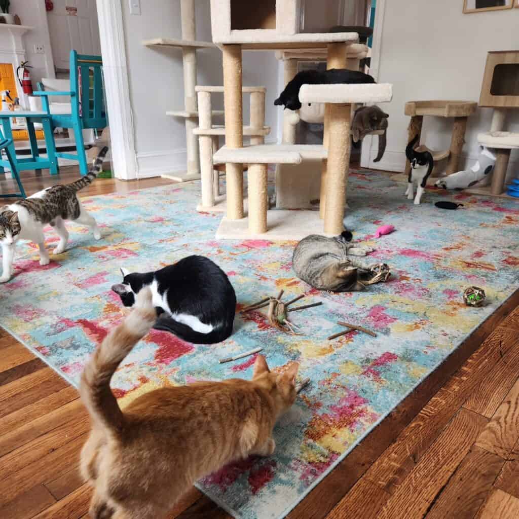 cats playing on rug