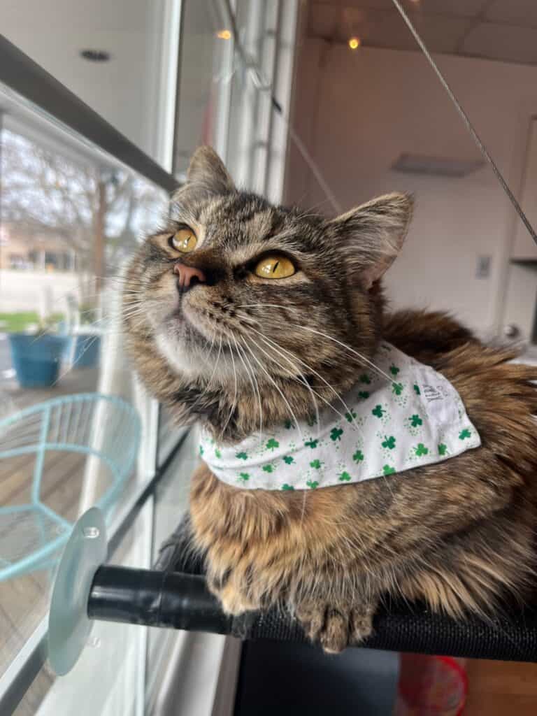 cat looking out window 