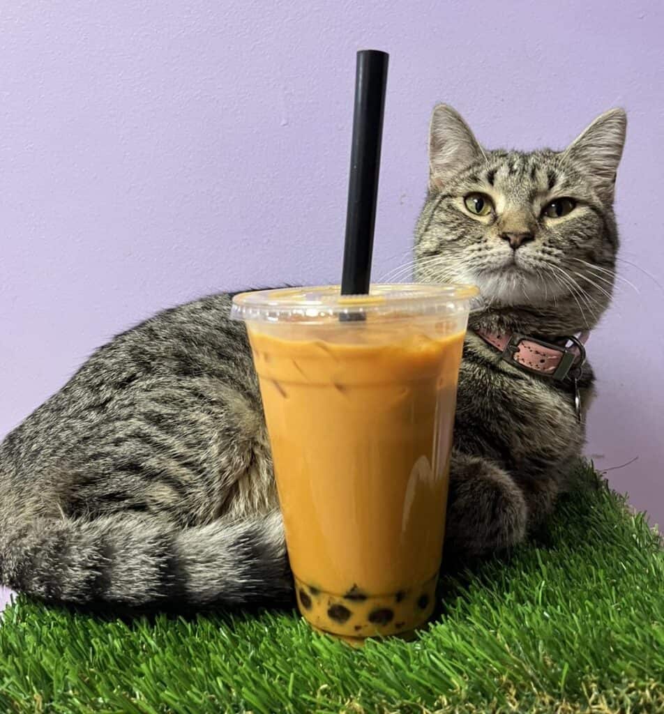 cat with boba tea