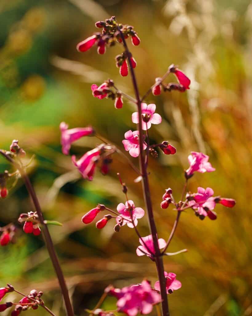 pink wildflowers