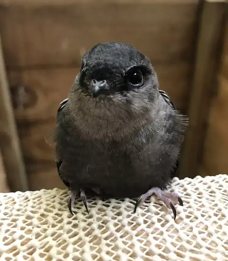 Chimney swift bird