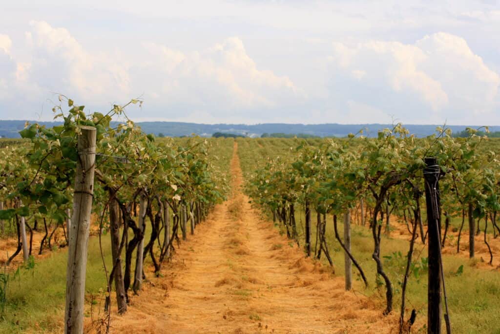 Erie grapevines