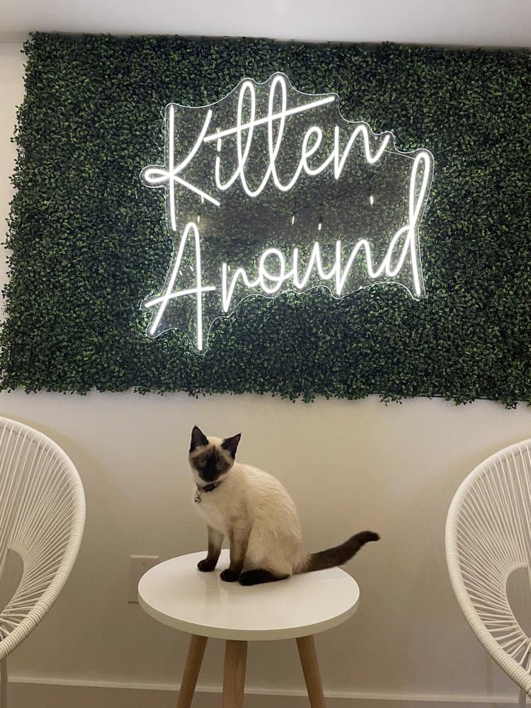 cat next to neon Kitten Around sign 
