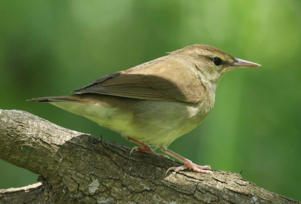 Swainson's warbler on branch