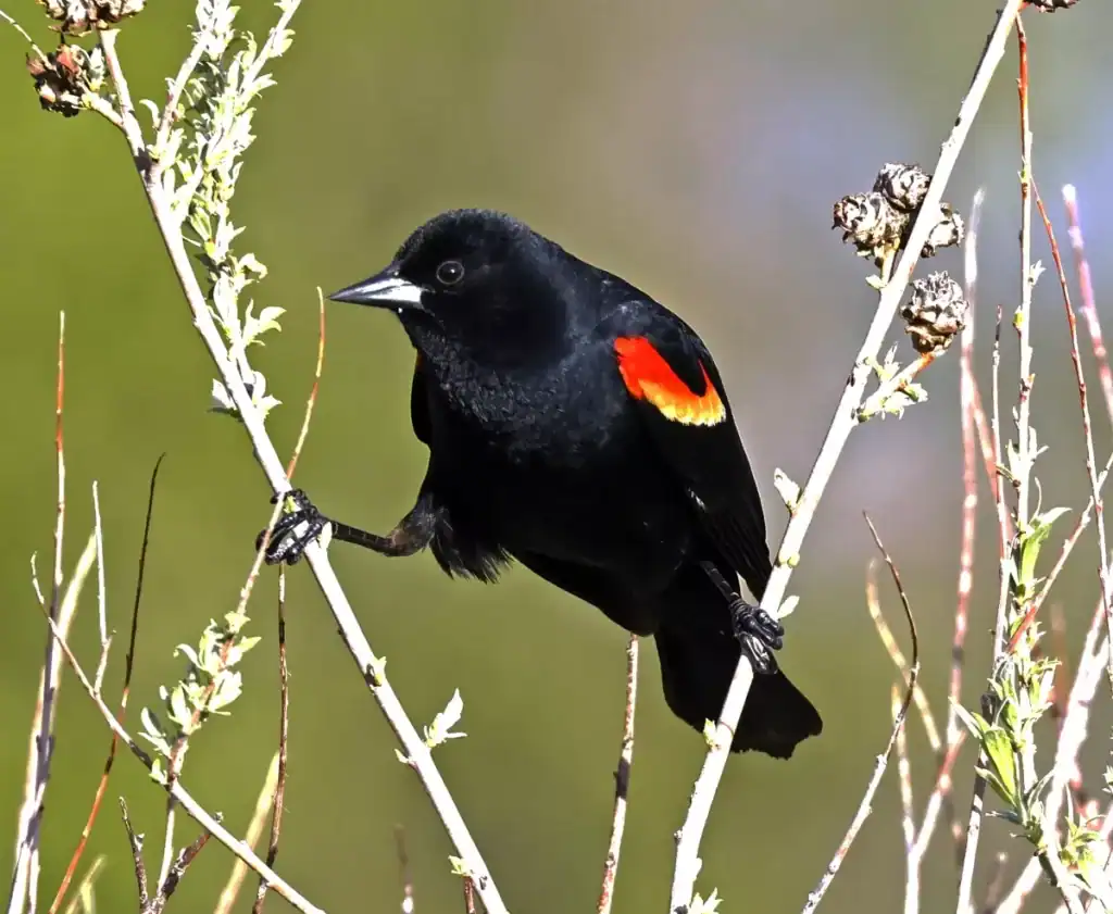 red-winged blackbird in brush