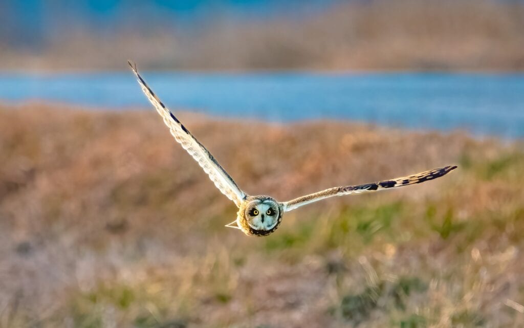 owl flying in prairie