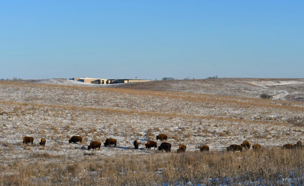 bison at Neal Smith National Wildlife Refuge