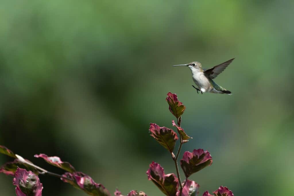 Your guide to hummingbird season in Pennsylvania