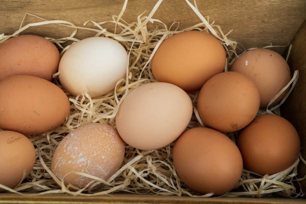 From Coop to Kitchen: Where to buy farm-fresh eggs in NEPA
