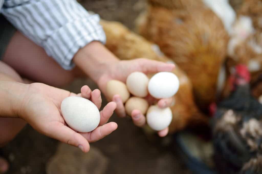 5 local spots to find farm-fresh eggs in Greensboro