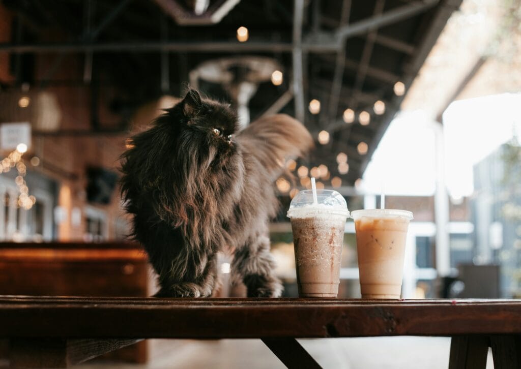 Michigan’s 7 cat cafes, ranked from worst to best