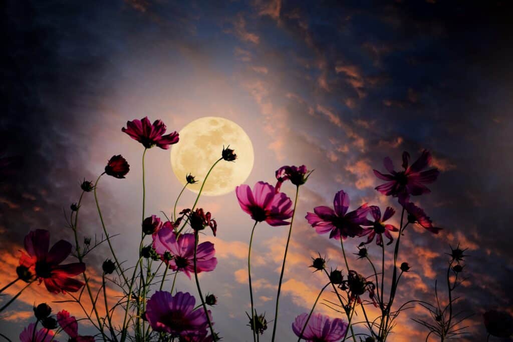 May’s Flower Moon in Iowa: What it means & what else you’ll see this summer