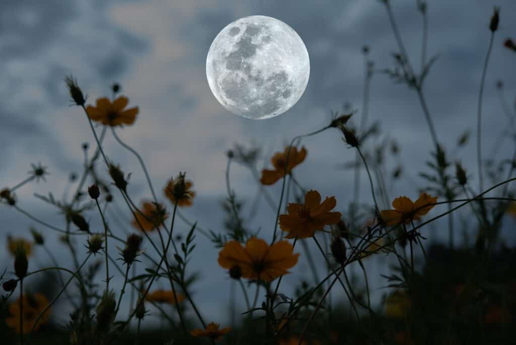 May’s Flower Moon in Nevada: What it means & what to look for