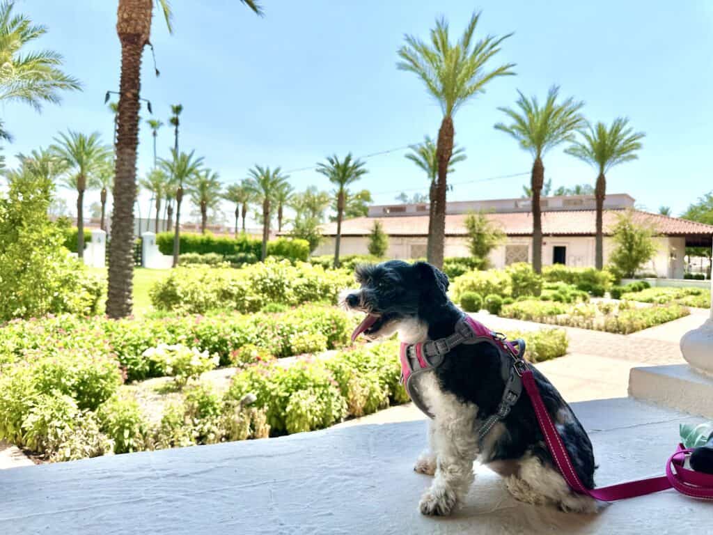 I took my dog to 6 pet-friendly hotels in Phoenix. Here’s what we thought