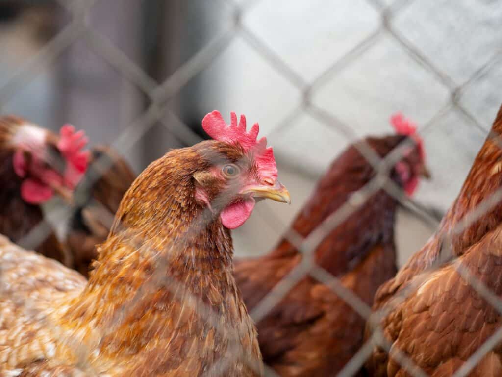 Philadelphia’s bird flu risk: Here’s the latest update