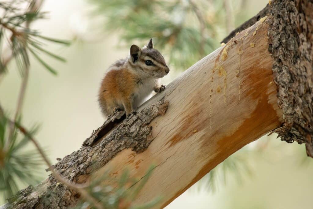 These 8 endangered animals in Nevada need your help