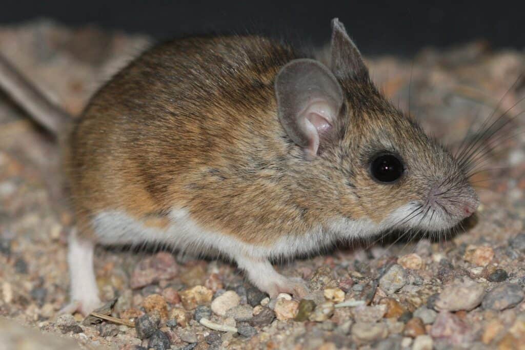 Hantavirus Alert in Arizona: What You Need to Know