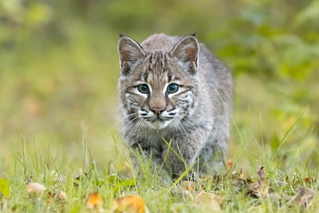 Bobcat sightings in West Des Moines—what to know & how to stay safe