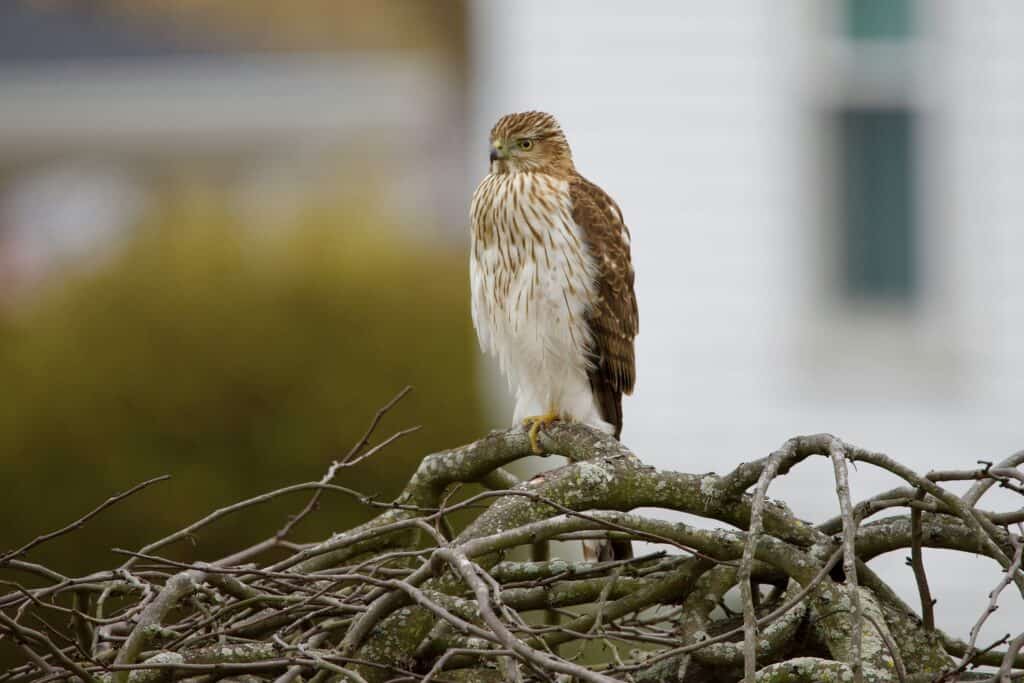 Michigan’s West Nile Virus Watch: New Cases in Birds & Horses