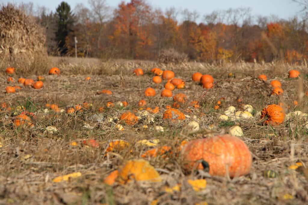 PA’s pumpkin paradise: 10 of the biggest pumpkin patches to visit