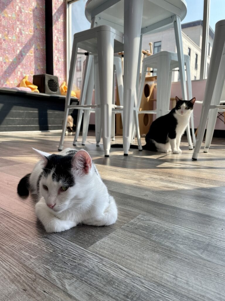 Happy Cat Cafe: 4 reasons to visit this trendy Grand Rapids spot
