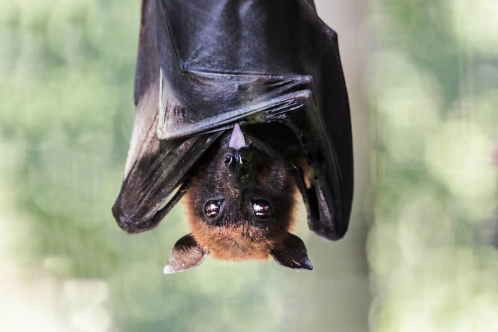 Bat Week 2024: Your Guide to Supporting Wisconsin’s Flying Friend