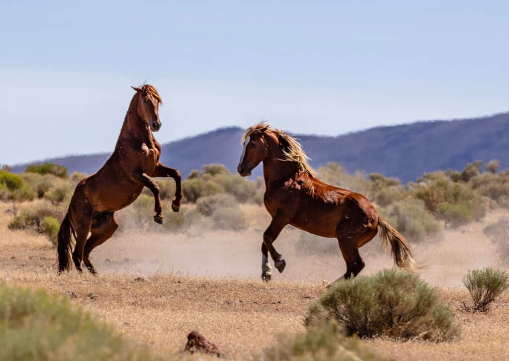 BLM Prepares for a Major Wild Horse Gather in Nevada