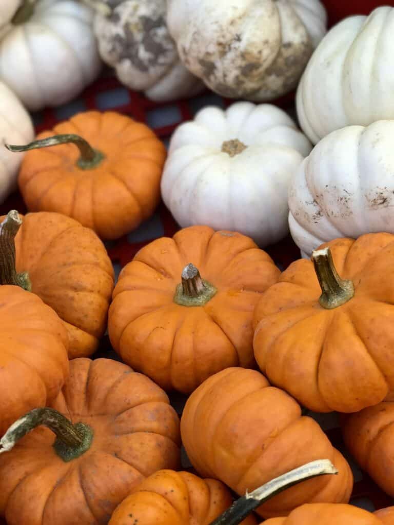Pumpkin spice & everything nice: NH’s 7 best pumpkin patches