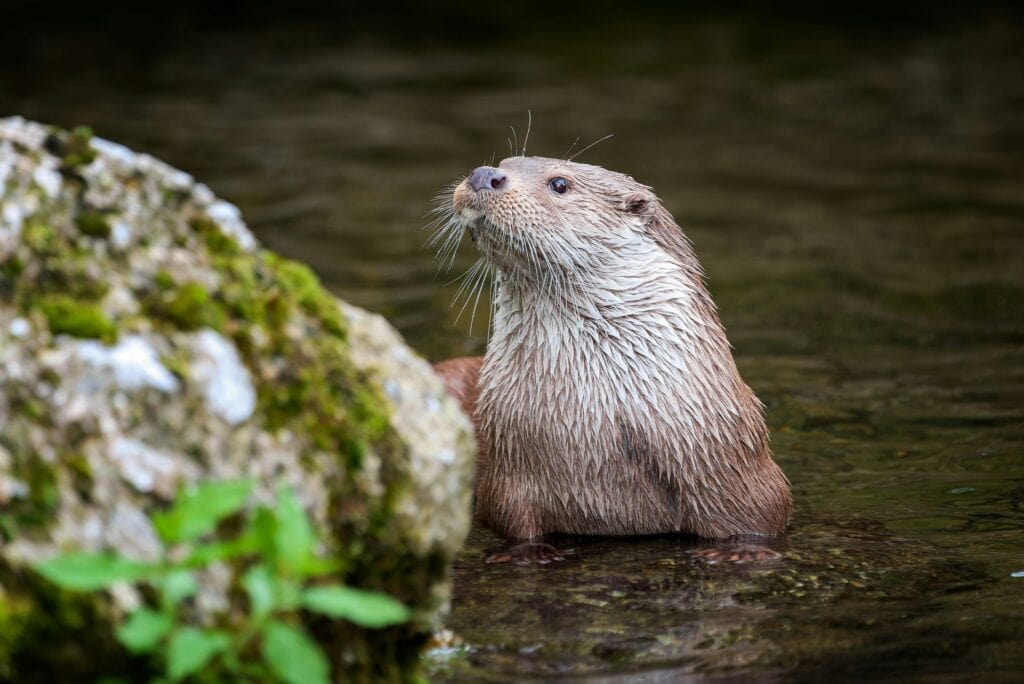 11 animals you won’t believe are legal in Michigan