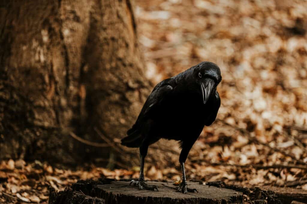 Students Battle a Storm of Crows at Pitt