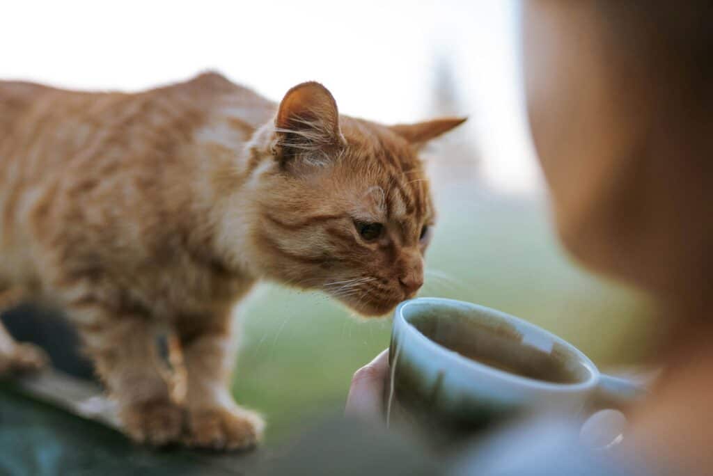 Everything you need to know about Arizona’s 4 cat cafes