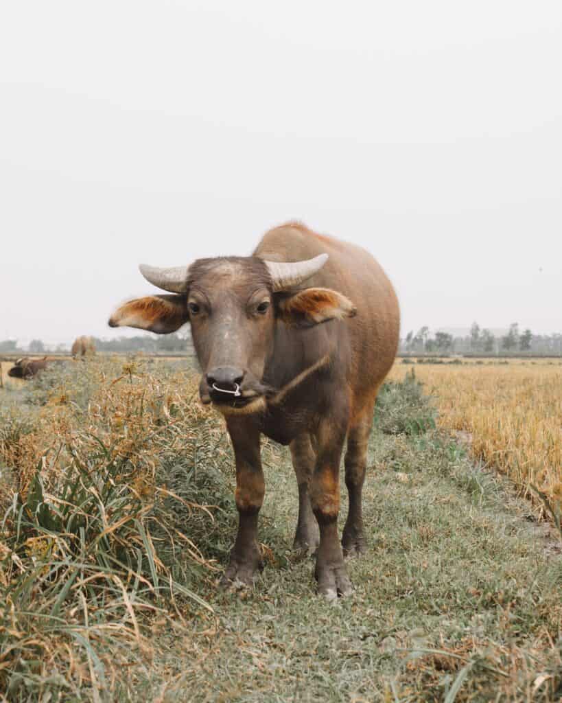 The 9 weirdest Iowa news stories from 2024