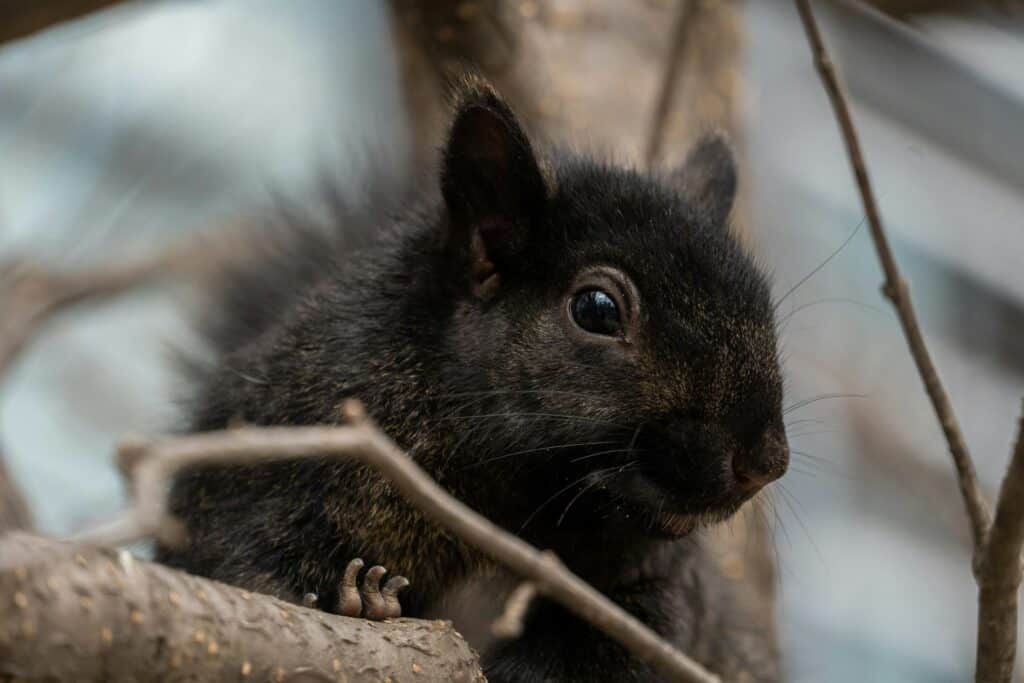 Uncover the Mystery of Penn’s Black Squirrels
