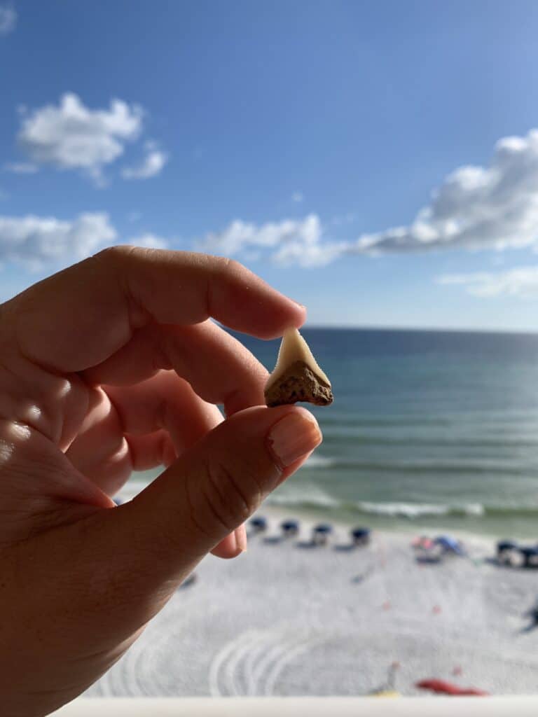 8 best spots to hunt for shark teeth in North Carolina