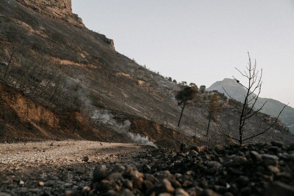 University of Arizona finds fewer forest fires lead to worse blazes