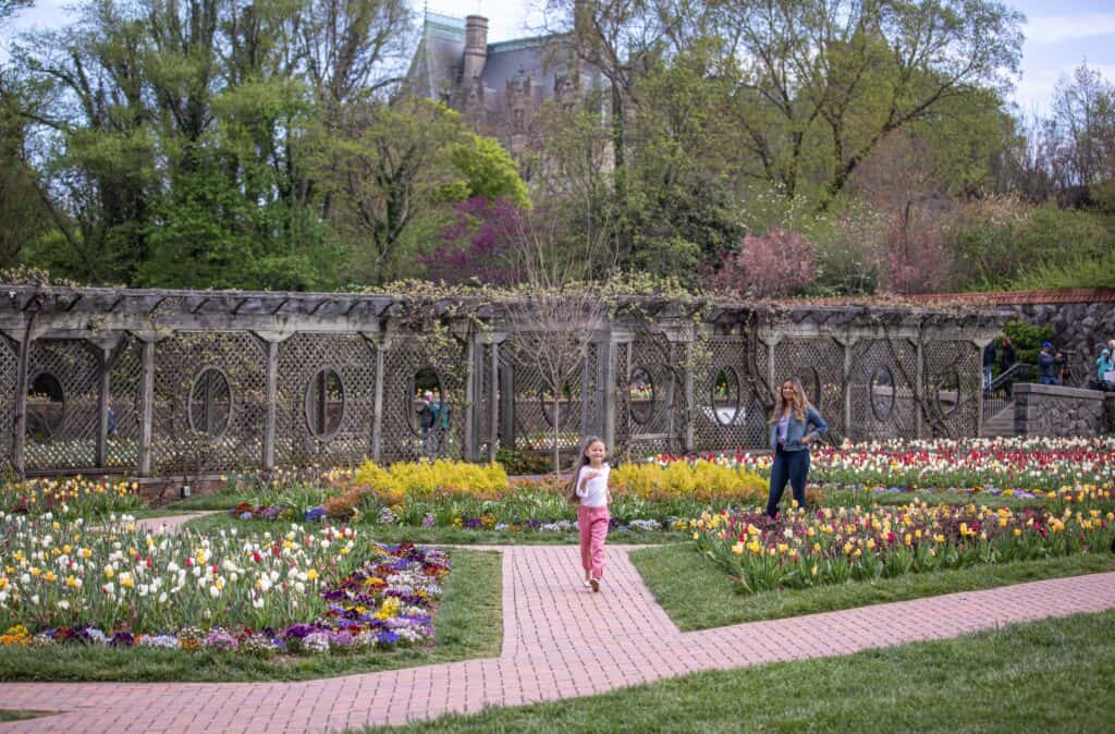 North Carolina in bloom: 9 flower festivals to check out in 2025