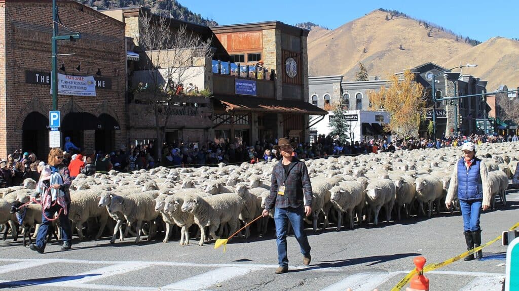 New Hampshire’s Annual Sheep and Wool Festival